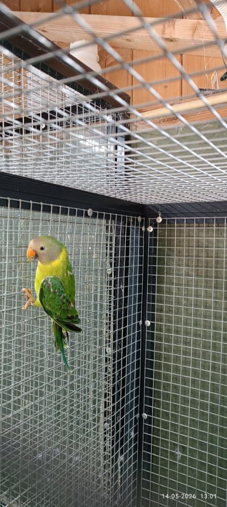 Pruimkop parkiet, Dieren en Toebehoren, Vogels | Parkieten en Papegaaien, Mannelijk, Parkiet, Geringd
