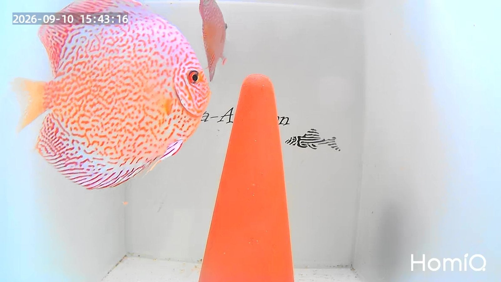 Discus Super Panthera, Vis, Zoetwatervis, Schoolvis