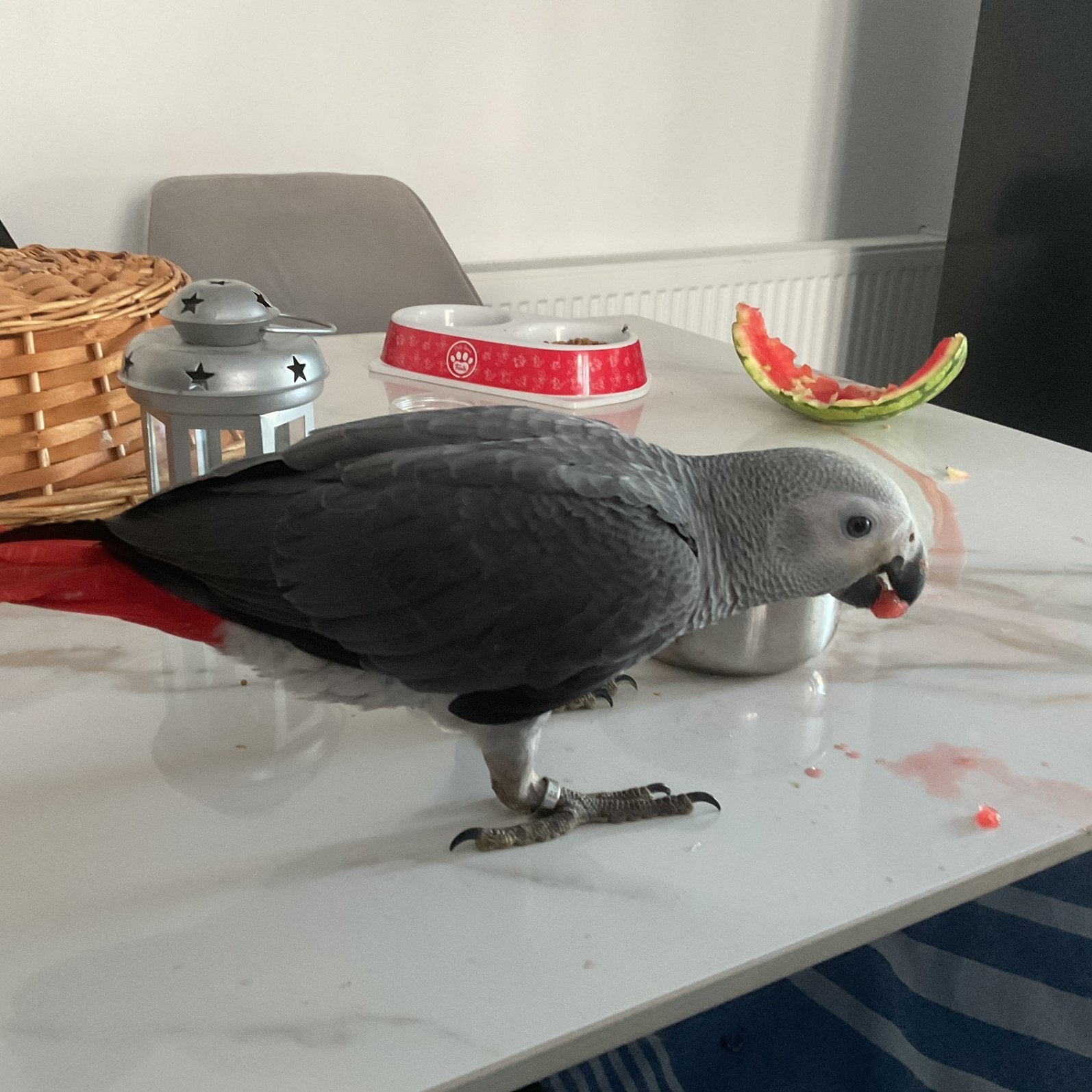 Grijze Roodstart  te koop, Dieren en Toebehoren, Papegaai