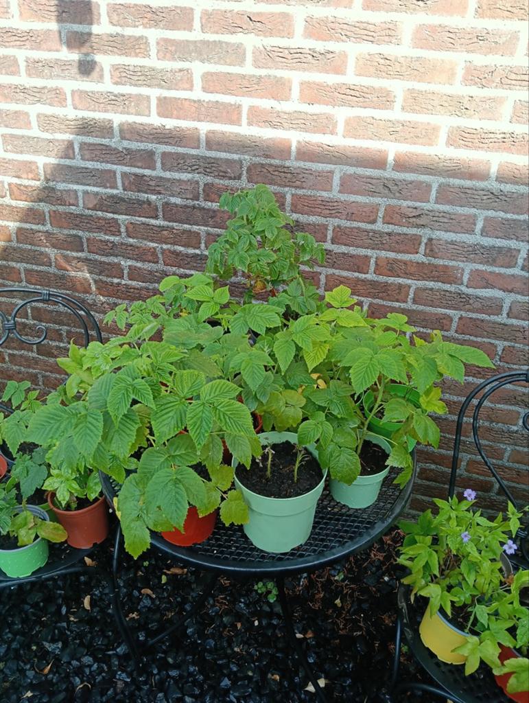 Gele frambozen planten te koop, Tuin en Terras, Planten | Tuinplanten, Ophalen of Verzenden, Overige soorten, Volle zon