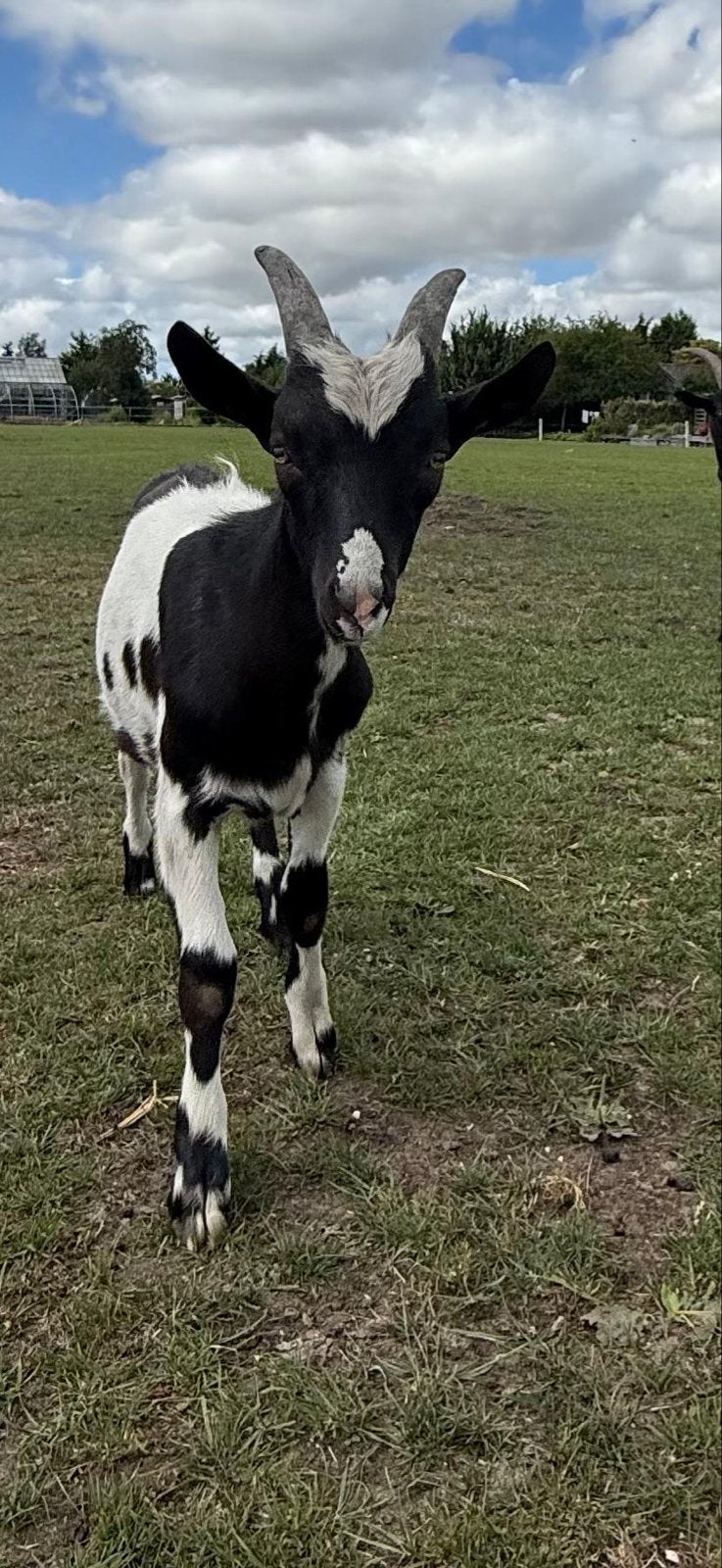 melkgeit bokjes, Dieren en Toebehoren, Mannelijk, Geit