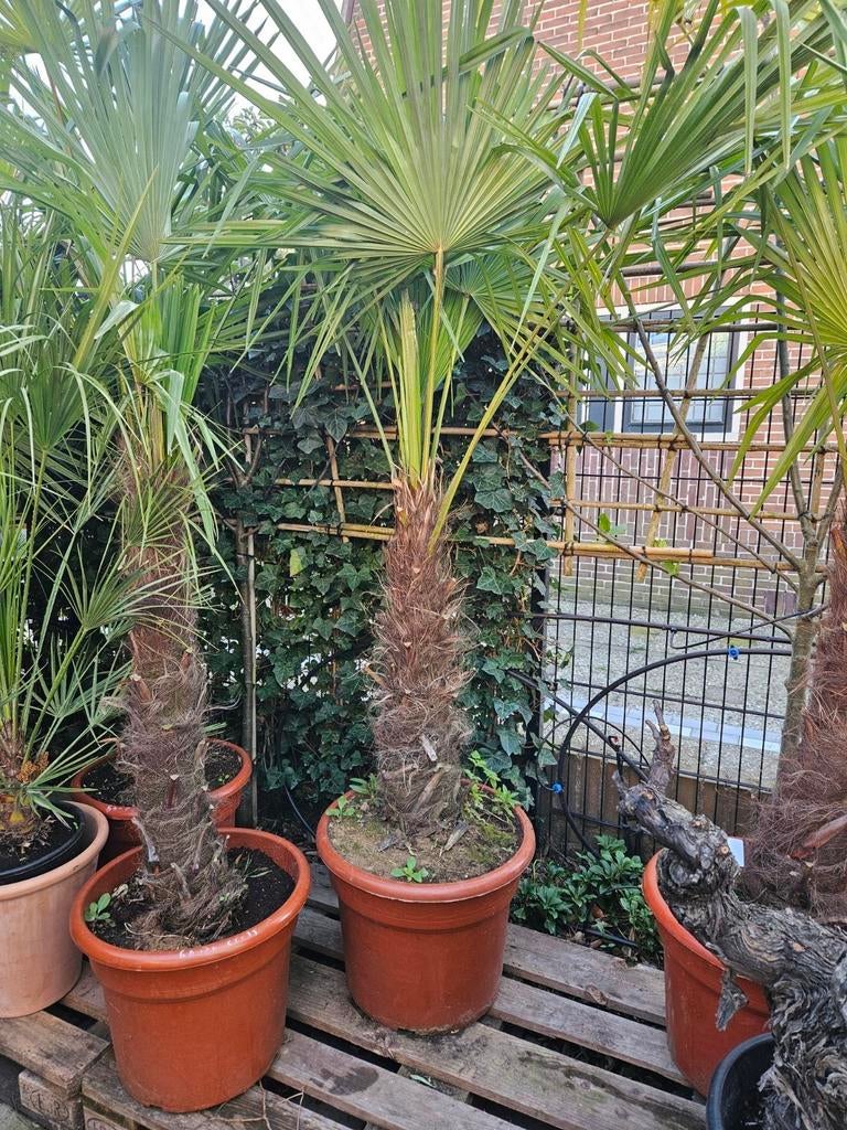 Trachycarpus Fortunei/Europese dwergpalm diverse maten, Tuin en Terras, Planten | Bomen, Olijfboom, 100 tot 250 cm, Volle zon
