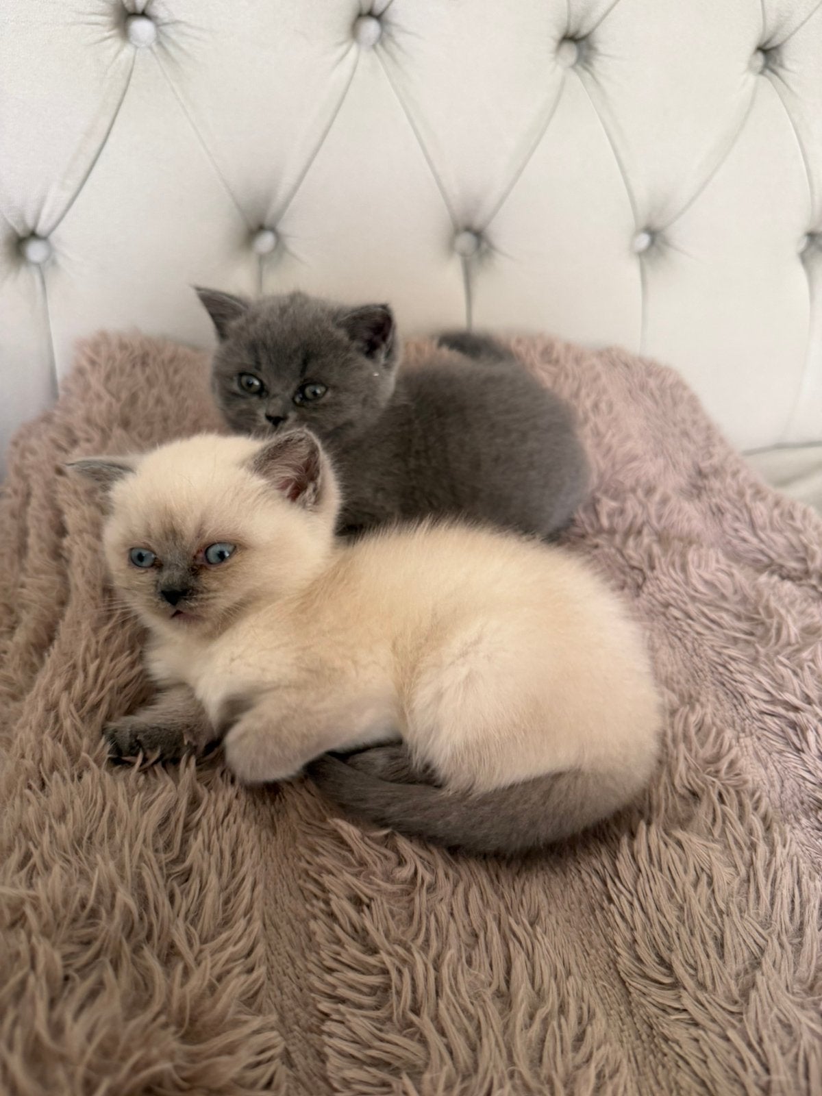 Kitten, Meerdere dieren