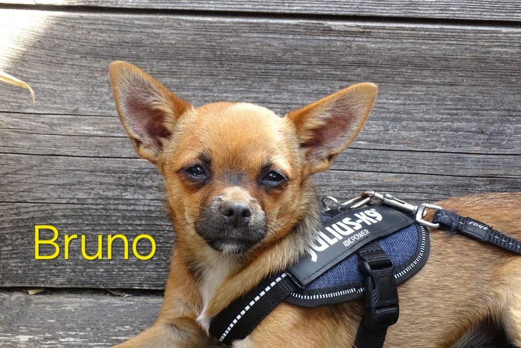 Bruno dekreu, Dieren en Toebehoren, Reu, 1 tot 2 jaar, Parvo, Meerdere