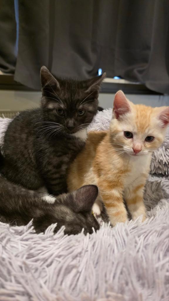 Lieve kittens, Dieren en Toebehoren, Katten en Kittens | Overige Katten, Kater, Kortharig, 0 tot 2 jaar