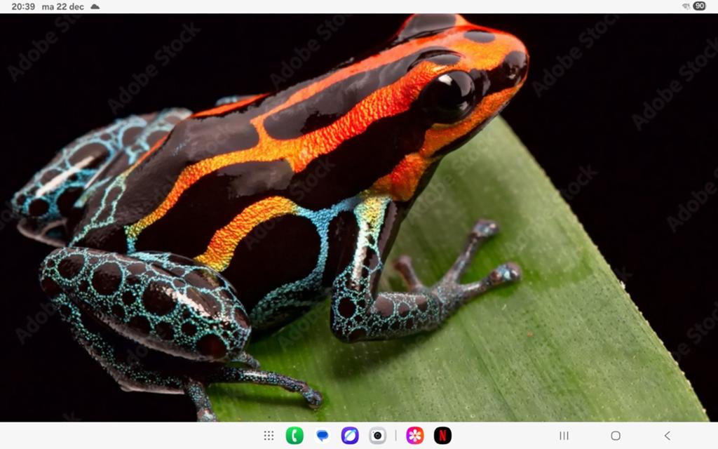 Kikkers Frog - unknown for sale from el cope