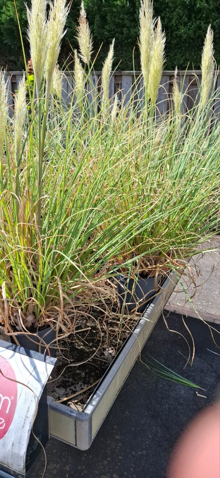 Cortaderia Selloana 'Esperanta' - Pampasgras, Ophalen, Overige soorten, Volle zon