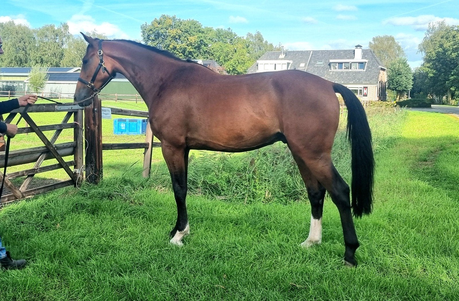 Springpaard, Dieren en Toebehoren, Met stamboom, Springpaard, Ruin, 3 tot 6 jaar
