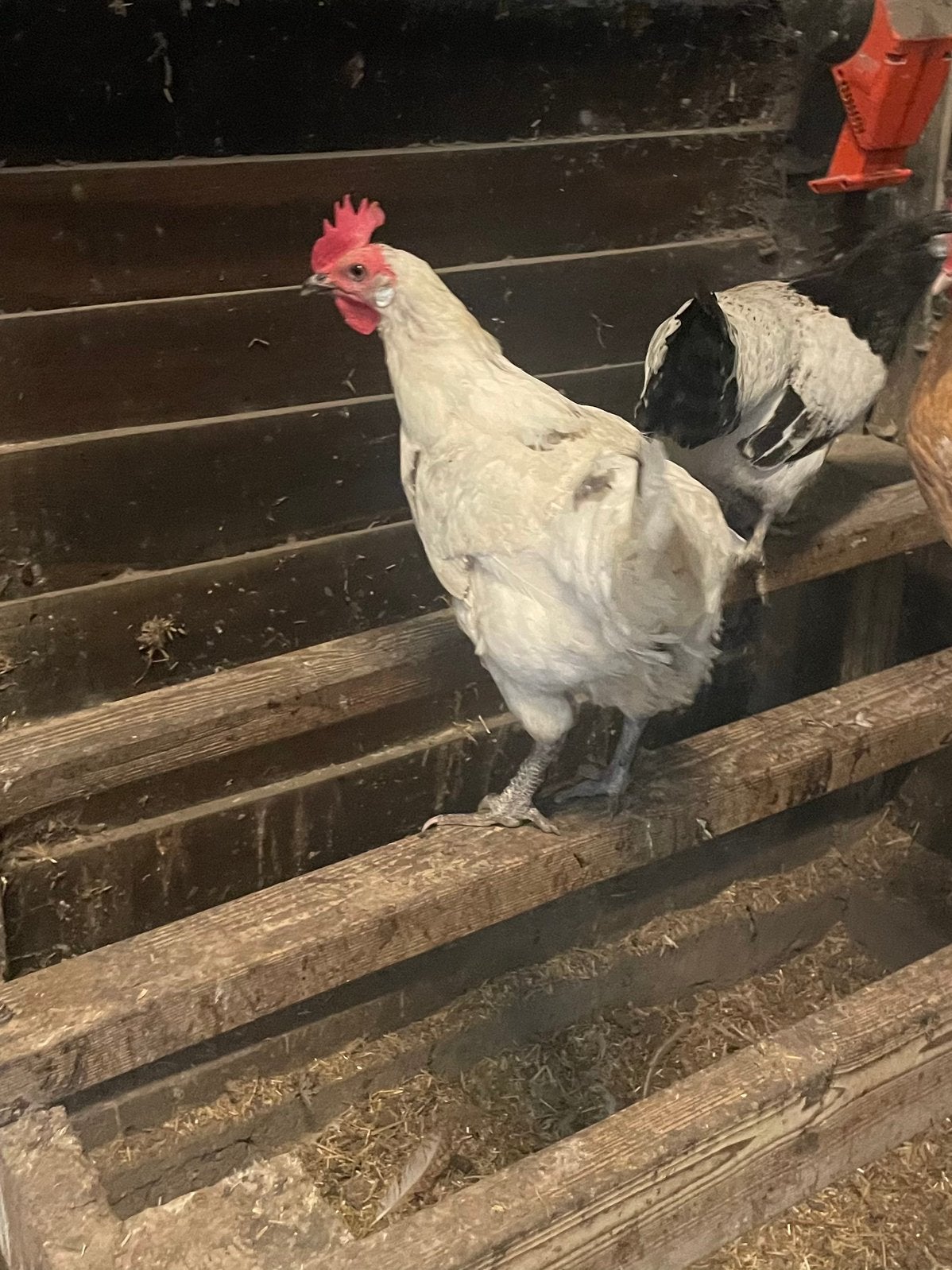 3 legkippen van vorig jaar, Dieren en Toebehoren, Vrouwelijk, Kip