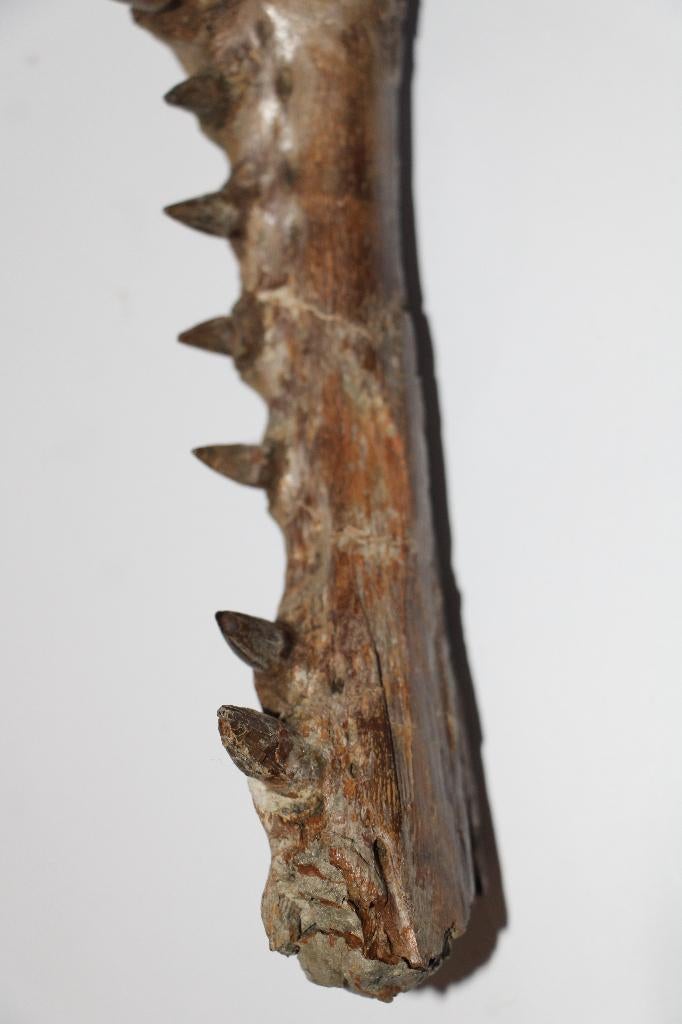kaakdeel krokodil, Verzamelen, Mineralen en Fossielen, Fossiel, Ophalen of Verzenden