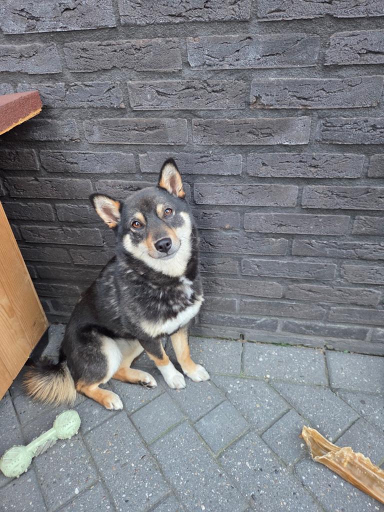 Hond gekruis met wels corgi  Shiba inu, Dieren en Toebehoren, Honden | Chihuahua's en Gezelschapshonden, Overige rassen, 1 tot 2 jaar