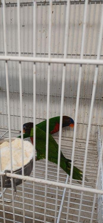 masena lori, Dieren en Toebehoren, Vogels | Parkieten en Papegaaien, Meerdere dieren, Papegaai, Geringd