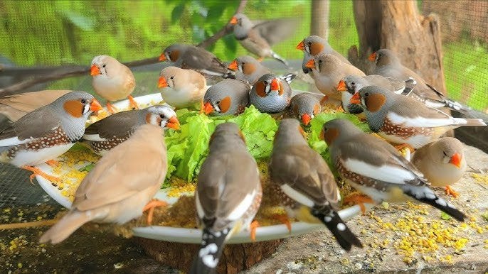 Te koop diverse zebravinken 2026 mannen en poppen., Dieren en Toebehoren, Meerdere dieren, Tropenvogel