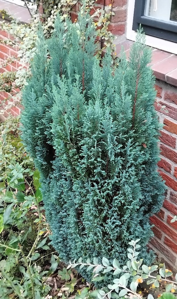 mooie blauwe conifeer - GRATIS, Tuin en Terras, Ophalen, Halfschaduw, Overige soorten, 100 tot 250 cm