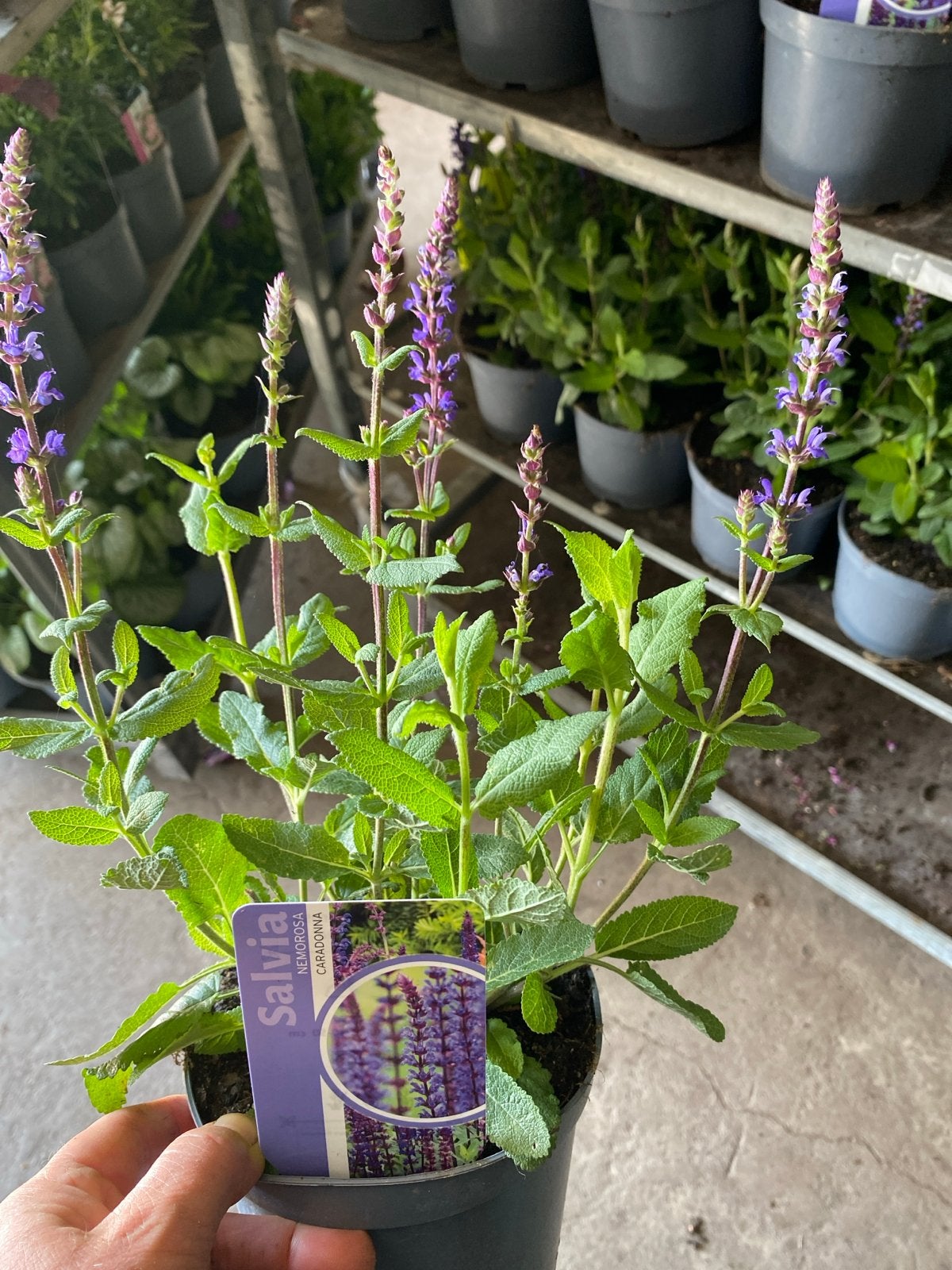 Salvia Nemarosa Caradonna - Paarse Salie, Volle zon, Vaste plant, Zomer, Ophalen