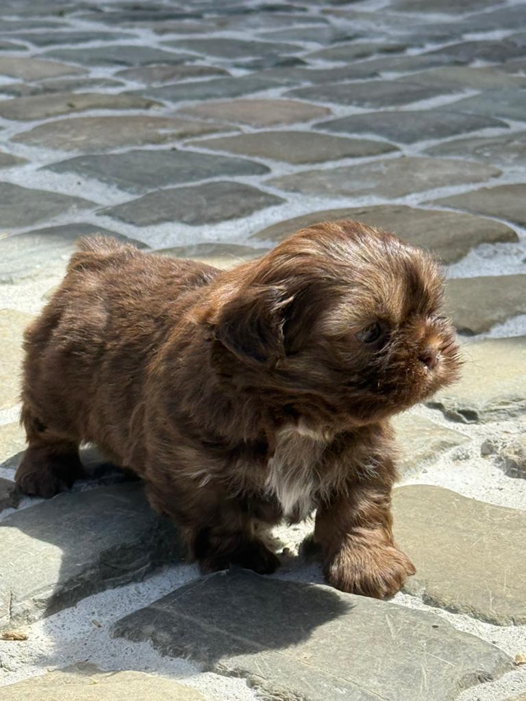Shih tzu pups, Parvo, België, Overige rassen, 8 tot 15 weken
