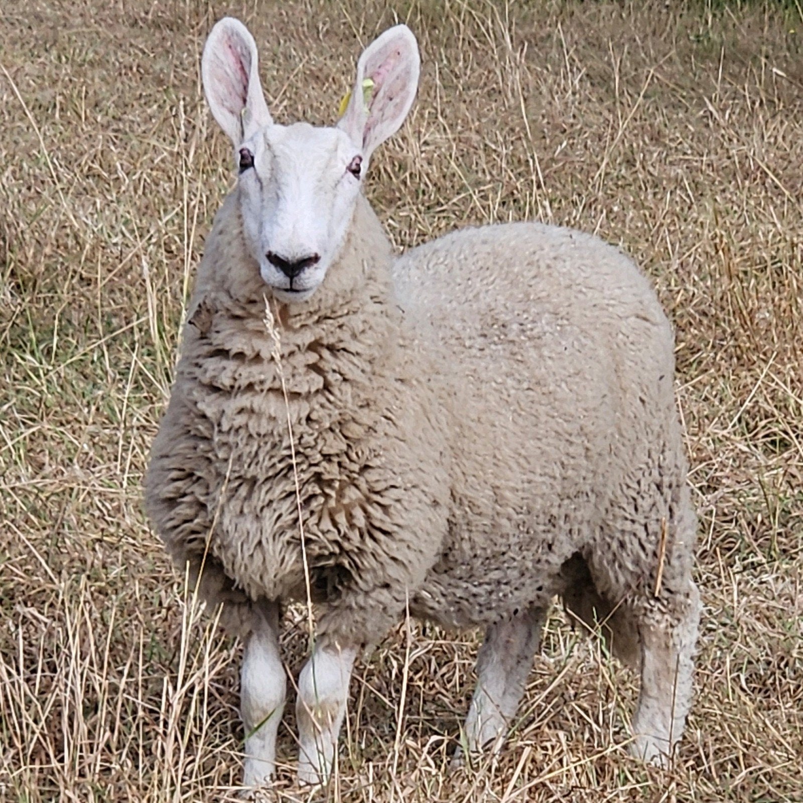 Border Leicester ramlam, Mannelijk, Schaap