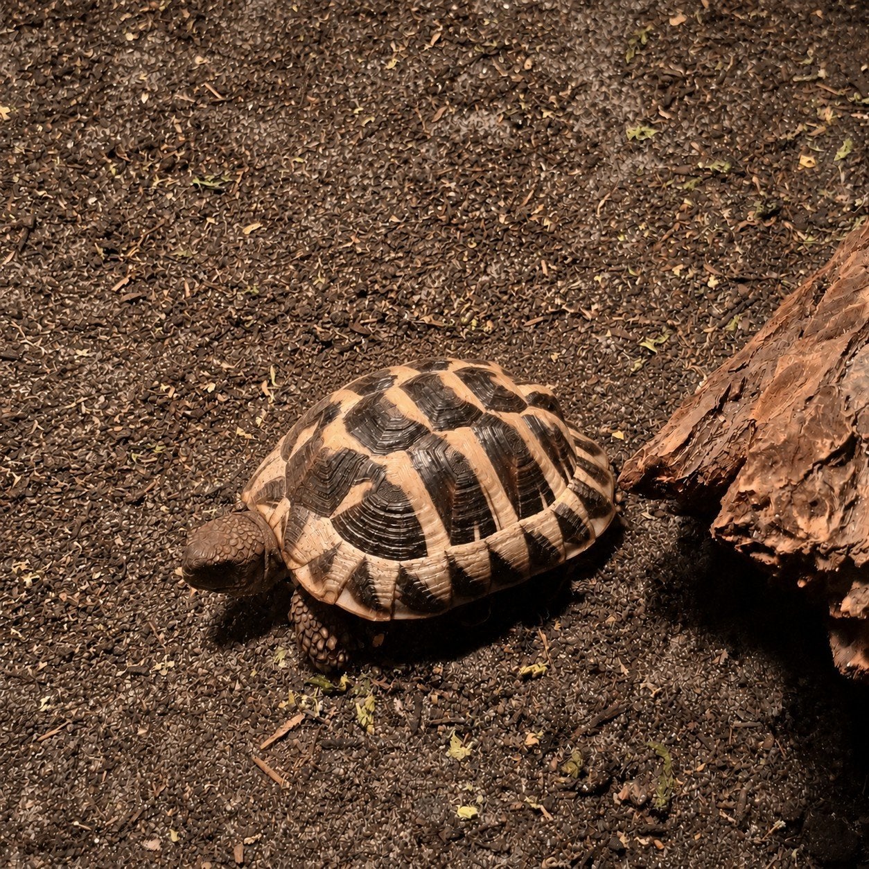 2x Testudo hermanni hermanni (2025), Dieren en Toebehoren, Schildpad, 0 tot 2 jaar