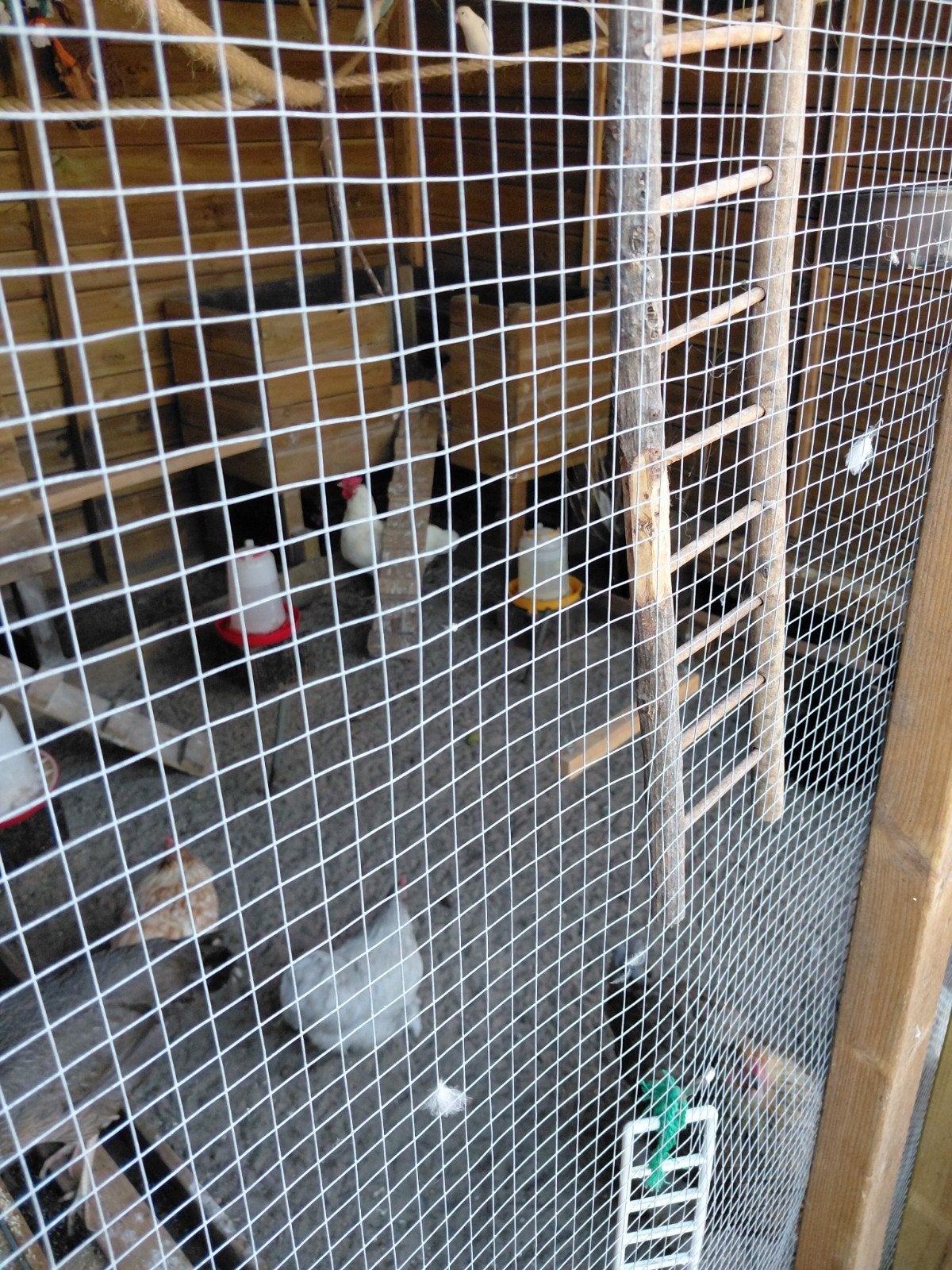 div kippen en vogels, Dieren en Toebehoren, Meerdere dieren, Kip