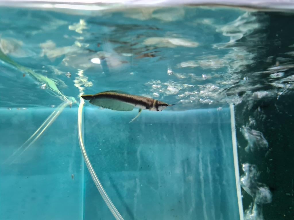Zwarte Arowana, Osteoglossum Ferreirai, Dieren en Toebehoren, Vissen | Aquariumvissen, Vis, Zoetwatervis