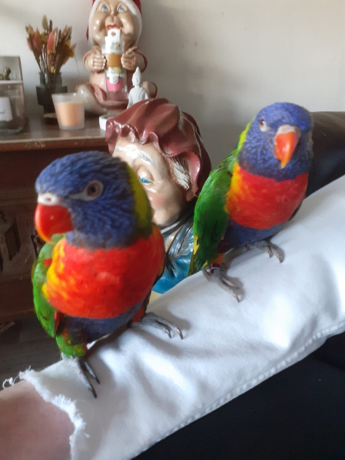 lori papegaai, Dieren en Toebehoren, Vogels | Overige Vogels, Geslacht onbekend, Tam