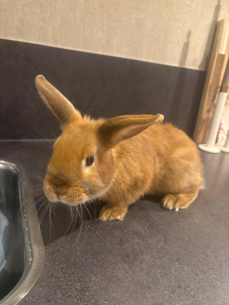 Konijn, Dieren en Toebehoren, Konijnen, Mannelijk, Middelgroot, 0 tot 2 jaar