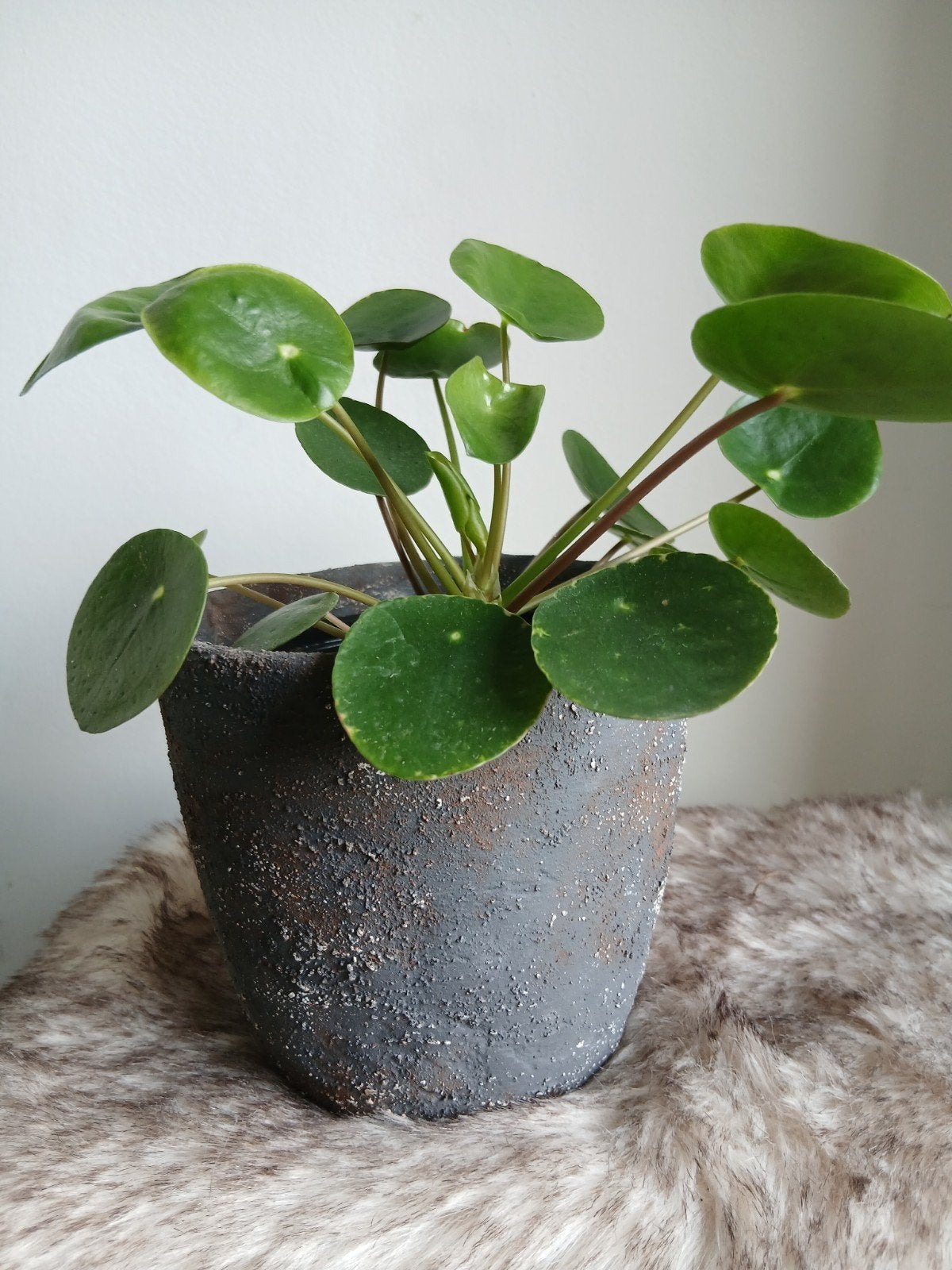 Bloempot handbewerkt 12 cm met pannenkoekplant, Ophalen, Overige soorten, Halfschaduw, In pot