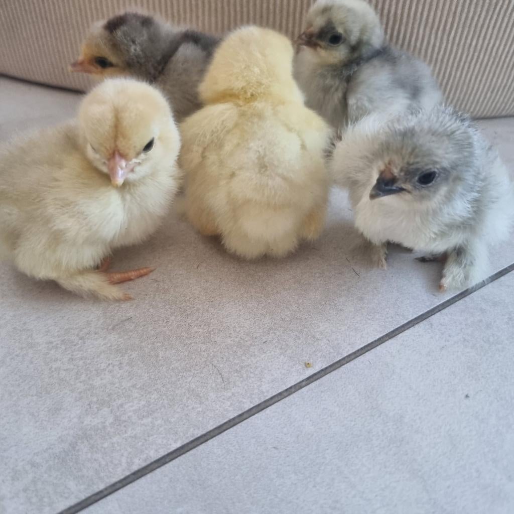 Cochin kriel  kuikens, Dieren en Toebehoren, Pluimvee, Geslacht onbekend, Kip