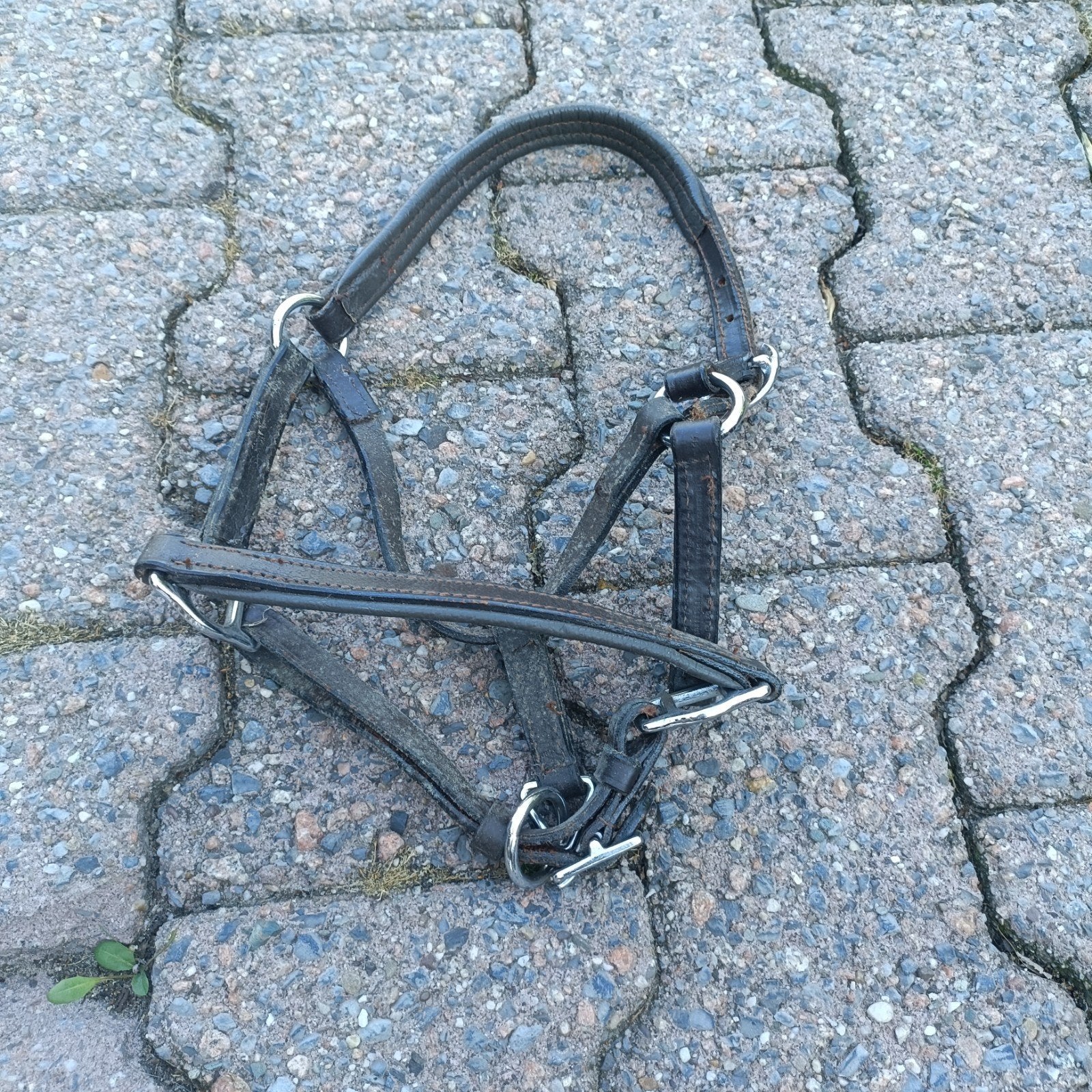 Halster shetlander, Dieren en Toebehoren, Ophalen, Halster, Shetlander