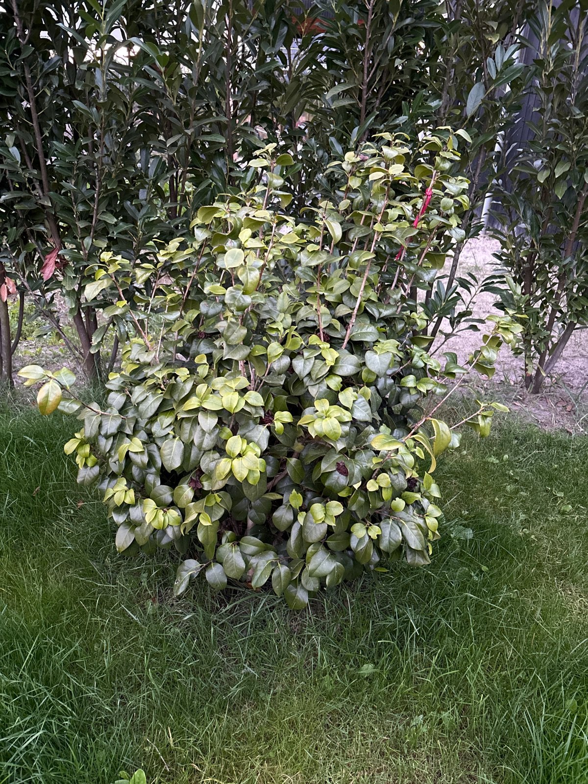 Grote wintergroene struik voor tuin of border, camelia, Overige soorten, Vaste plant, Ophalen of Verzenden, Bloeit niet