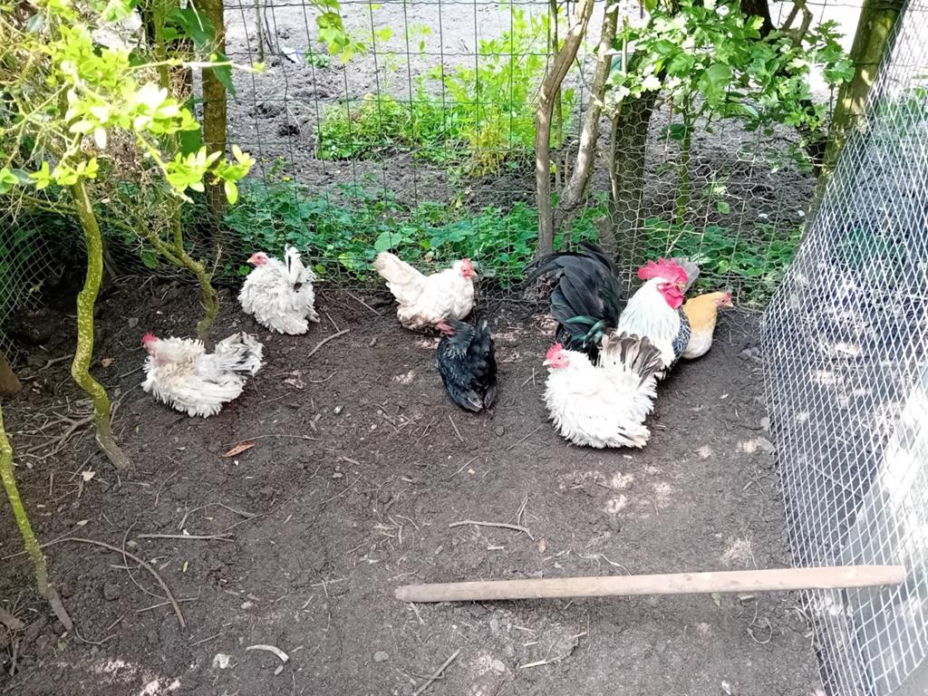 Chabo kippen 10 hennen 4 hanen., Dieren en Toebehoren, Pluimvee, Meerdere dieren, Kip