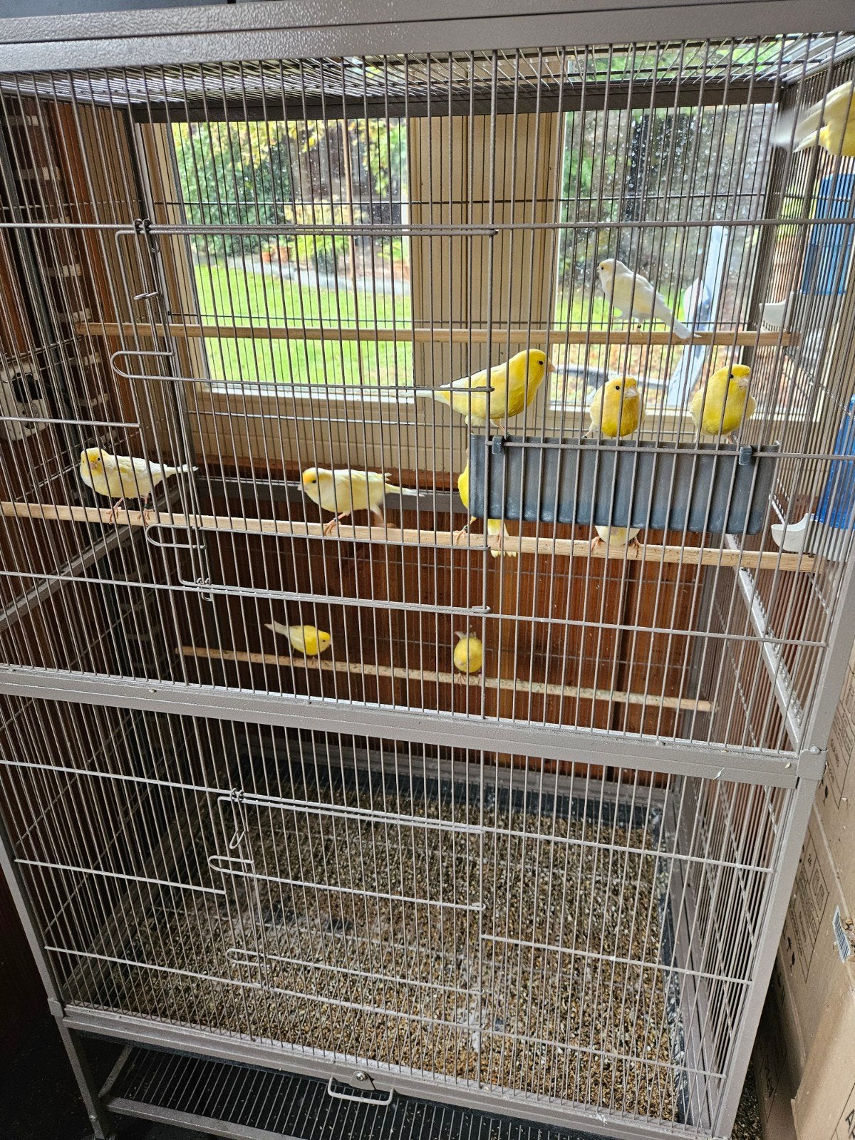 te koop kanaries 19 stuks doe een goed bod., Meerdere dieren, Kleurkanarie