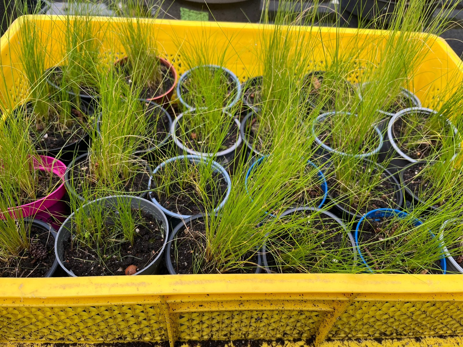 Haargras planten. (Vedergras), Ophalen, Overige soorten, Volle zon