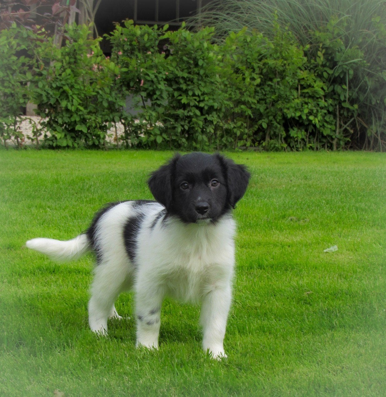 mooie Friese Stabij x kooiker pups te koop, Dieren en Toebehoren, Overige rassen, Meerdere, Meerdere dieren, Nederland