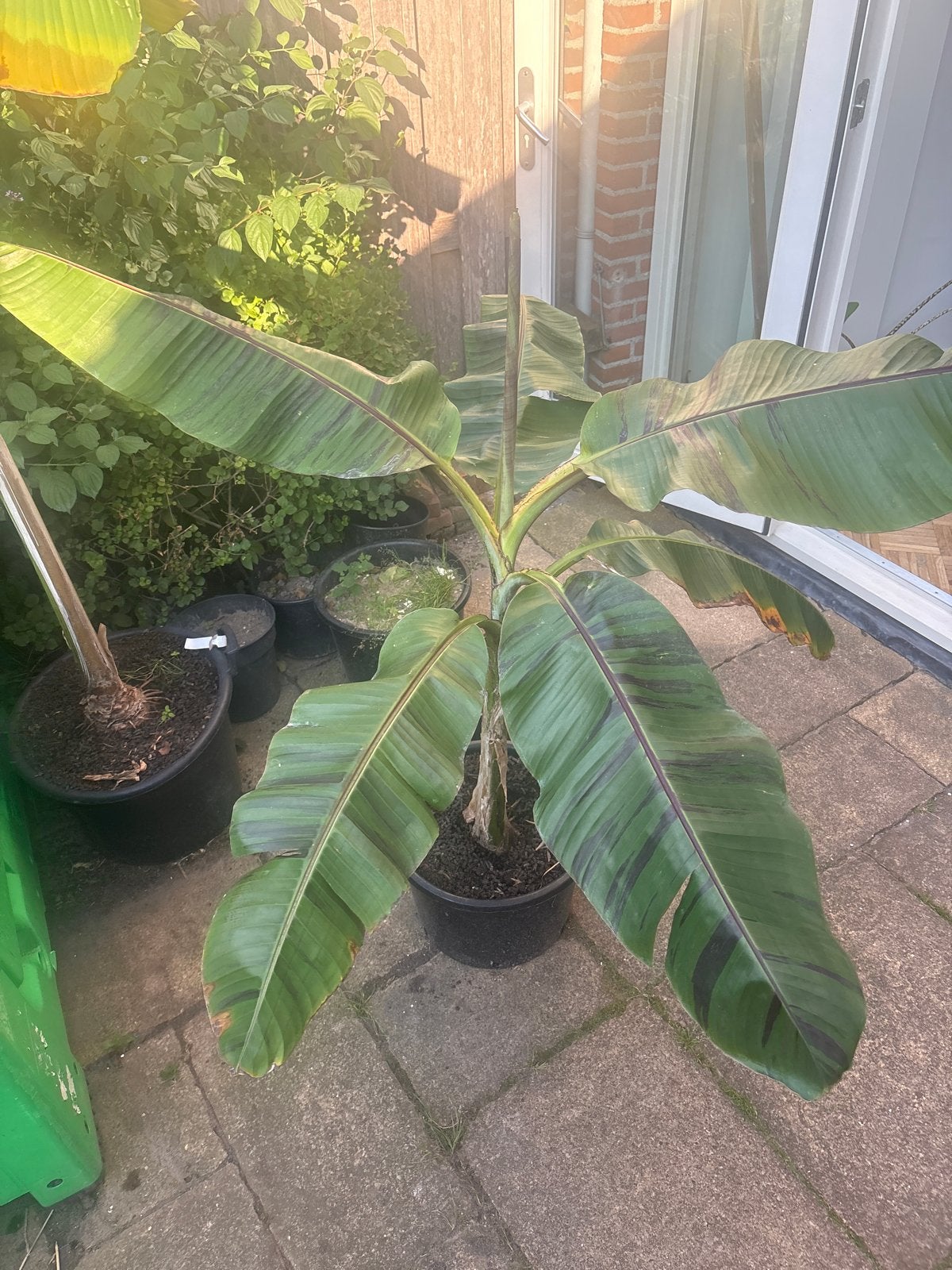 Musa 'Red Tiger' - Bananenplant met Rode Strepen, Overige soorten, Volle zon, Vaste plant, Ophalen of Verzenden