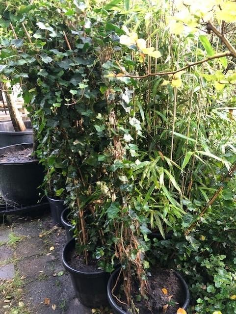 Hedera klimop tuinplant, 8 stuks in grote kuip . kan zo mee, Ophalen, Overige soorten, Struik, 100 tot 250 cm