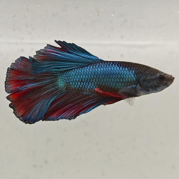 Betta splendens vrouw 76, Vis