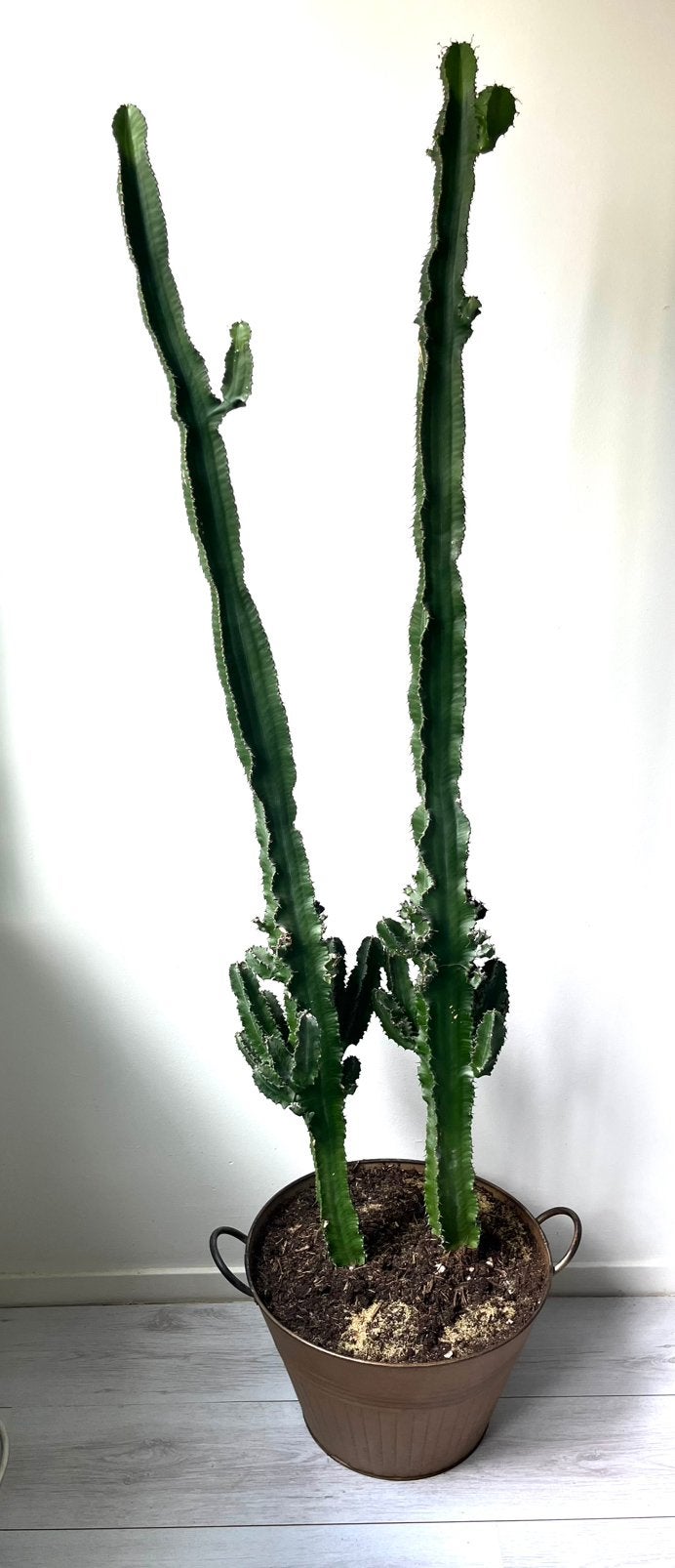 Twee grote cactussen Euphorbia Eritrea, Huis en Inrichting, Ophalen, 100 tot 150 cm, In pot, Cactus