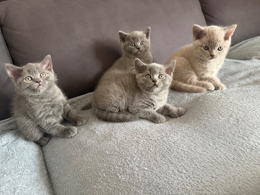 Britse kort haar kittens, Ontwormd, 0 tot 2 jaar