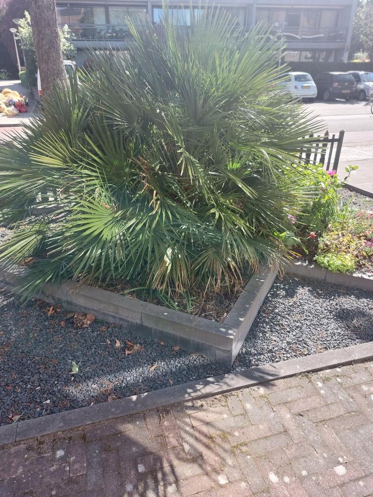 waaierpalm, Volle zon, Ophalen of Verzenden, 100 tot 250 cm, Zomer