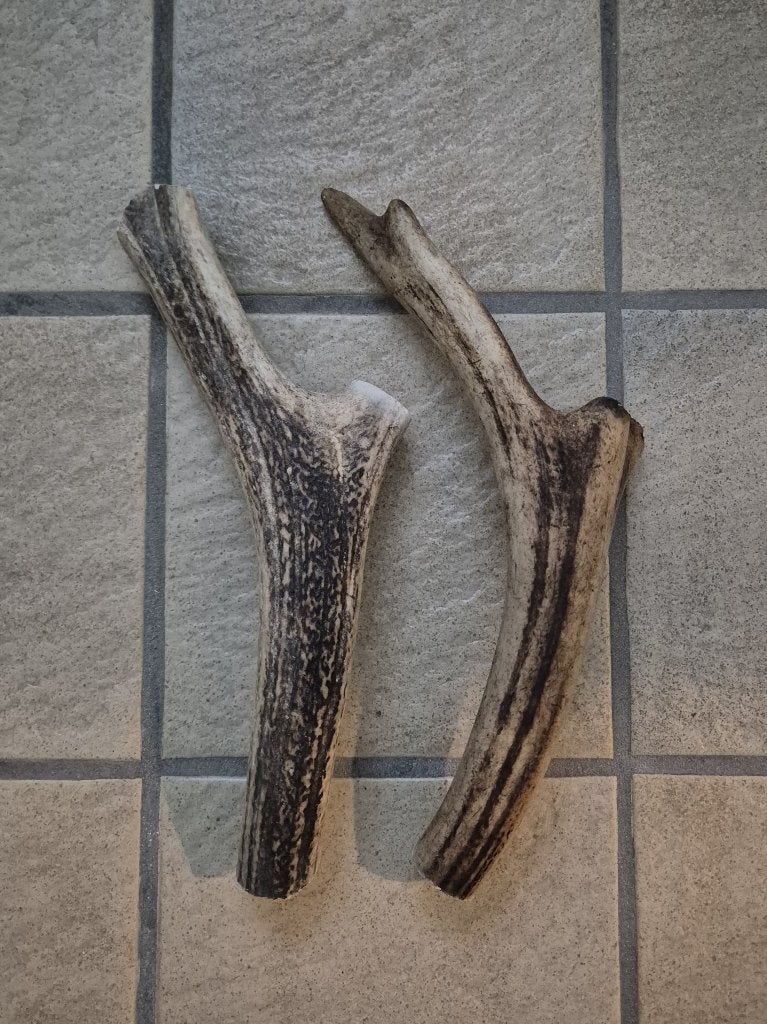 2 XXL Honden snack gewei kauw bot samen € 17,50 lengte 27 cm, Ophalen of Verzenden, Gebruikt, Hert, Gewei of Kop