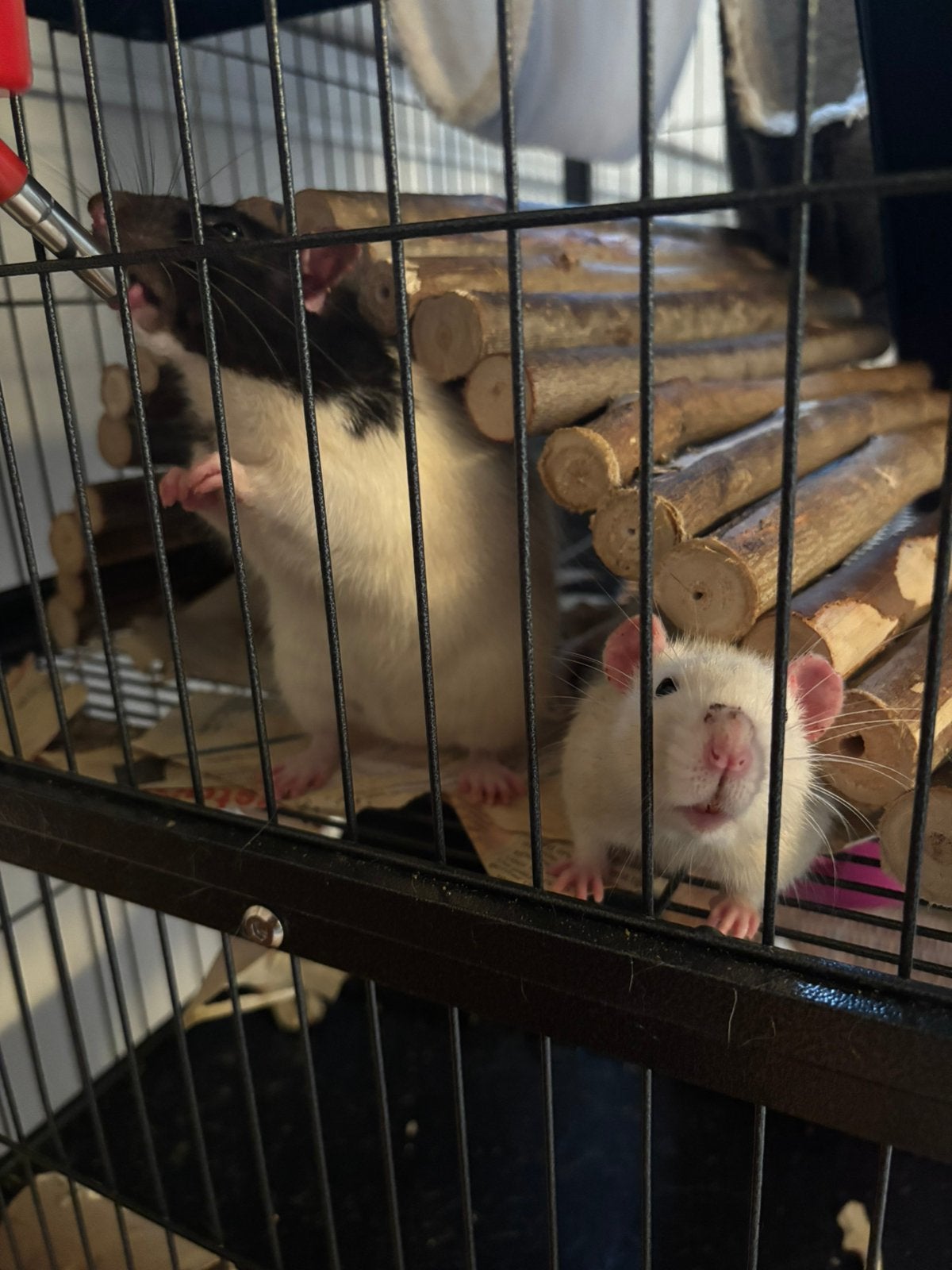 Tamme ratten, Dieren en Toebehoren, Rat, Mannelijk, Mei, Tam