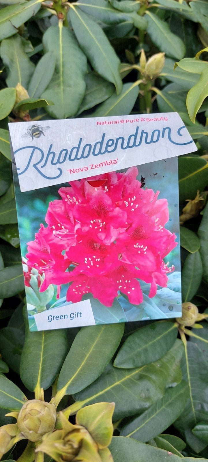 mooie grote rhododendrons, Ophalen of Verzenden, Overige soorten, Volle zon