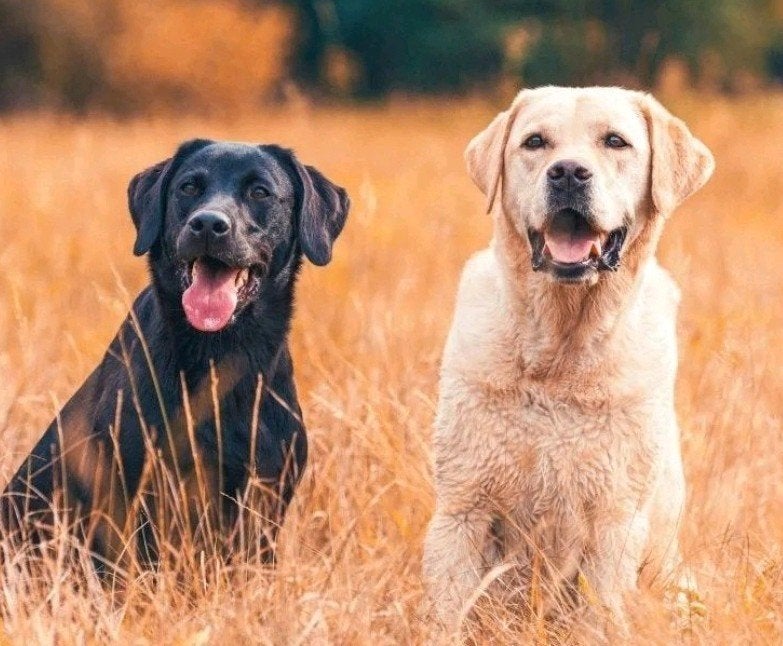 Gezocht labrador!, Ophalen of Verzenden