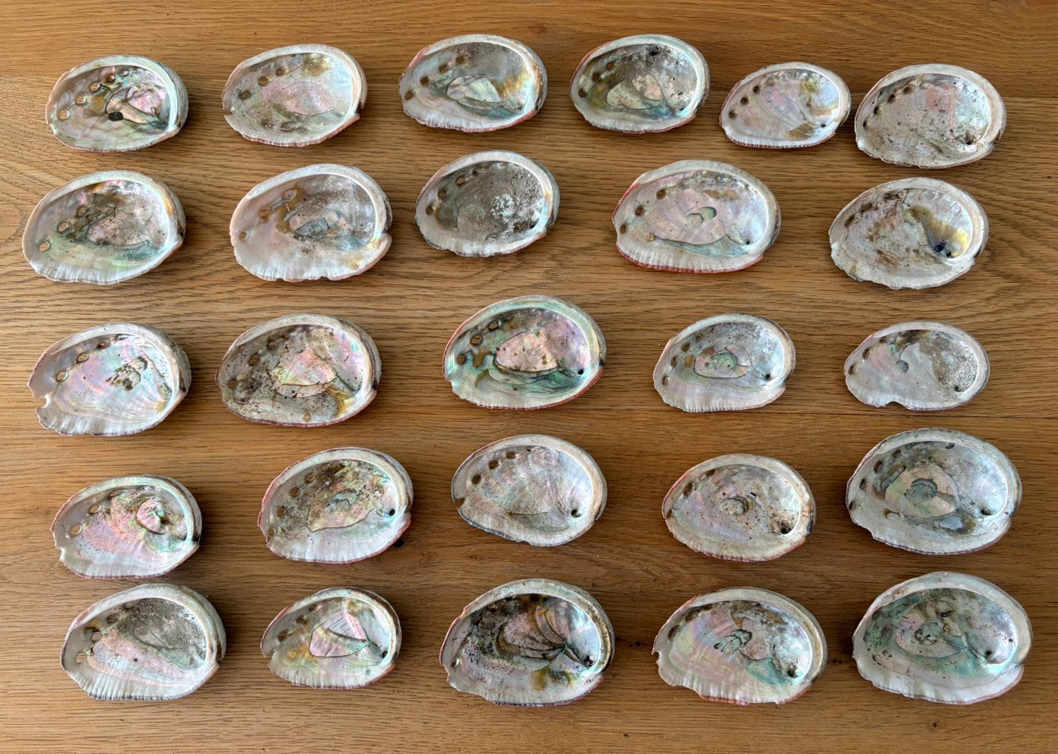Abalone schelpen, Verzamelen, Ophalen of Verzenden, Schelp(en)