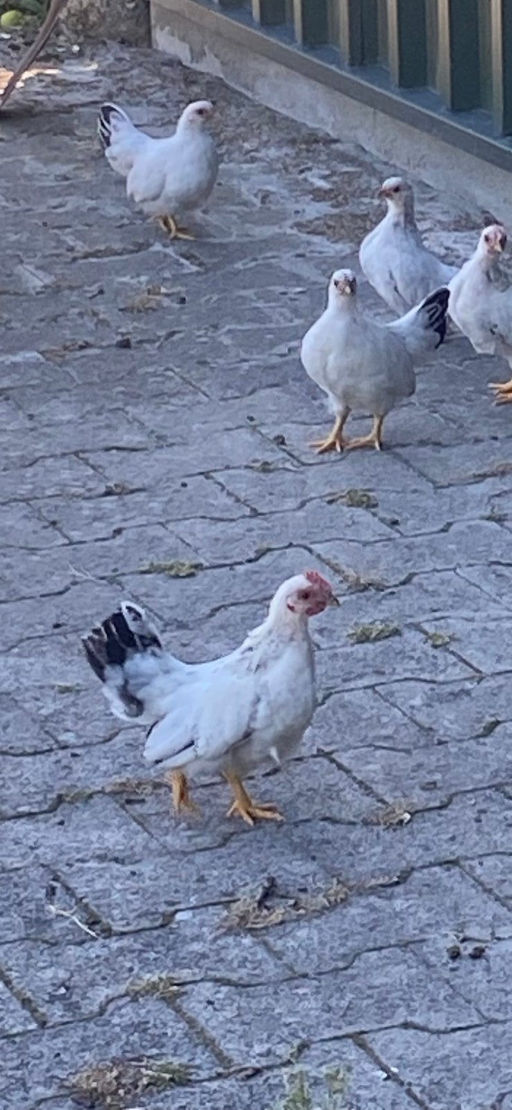 Serama haantje gratis, Dieren en Toebehoren, Mannelijk, Kip
