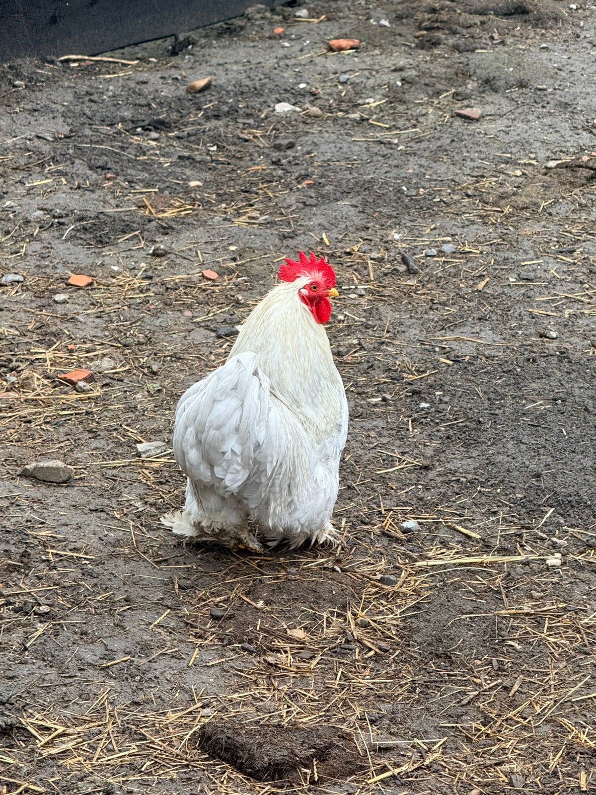 Mooi Cochin haantje 1 jaar oud, Dieren en Toebehoren, Mannelijk, Kip
