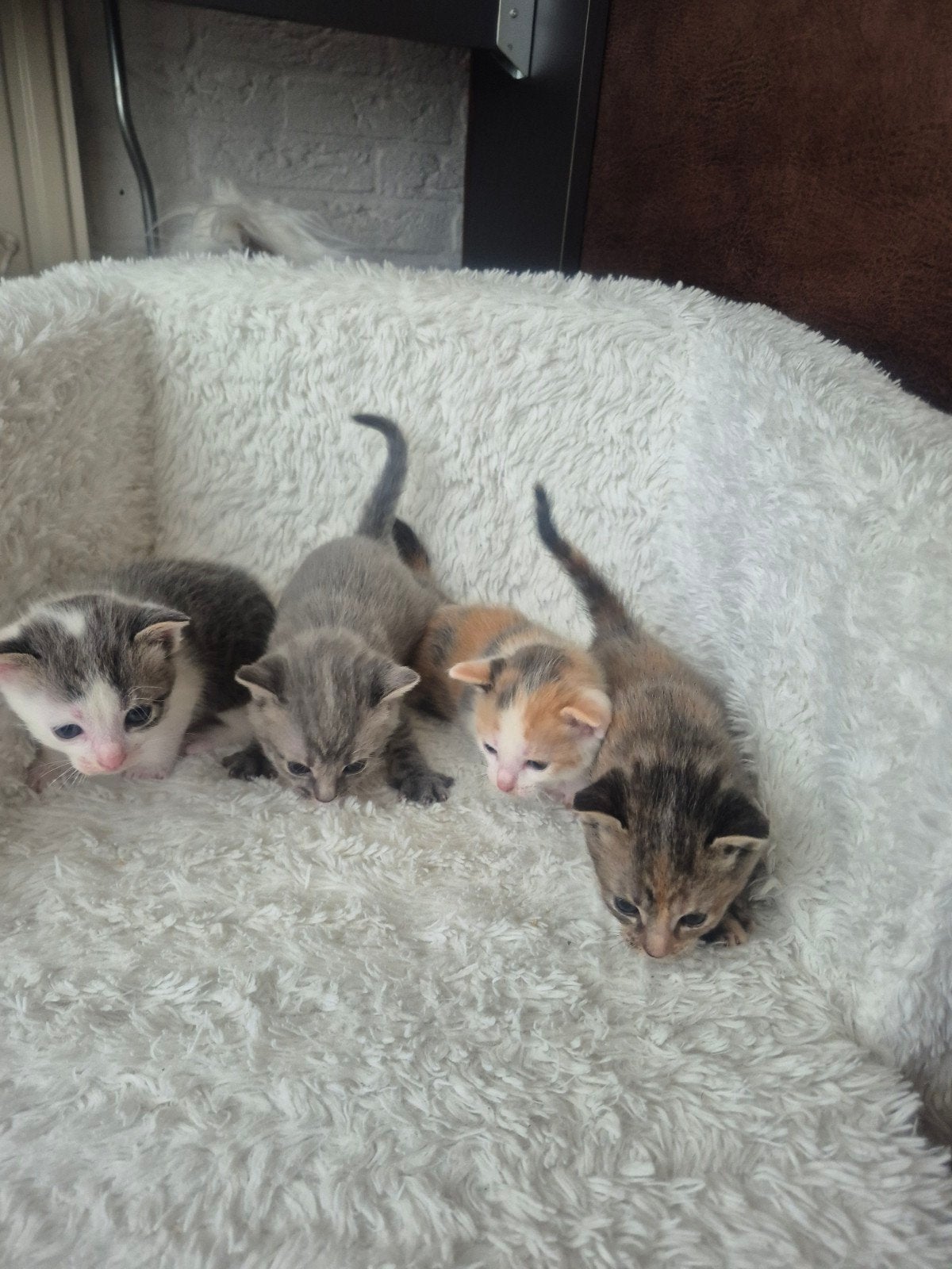 kittens, Meerdere dieren