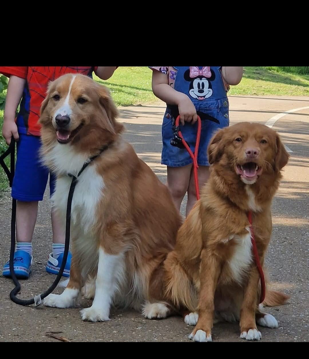 Nova scotia duck tolling retriever pups, Overige rassen, 8 tot 15 weken, Meerdere, Meerdere dieren