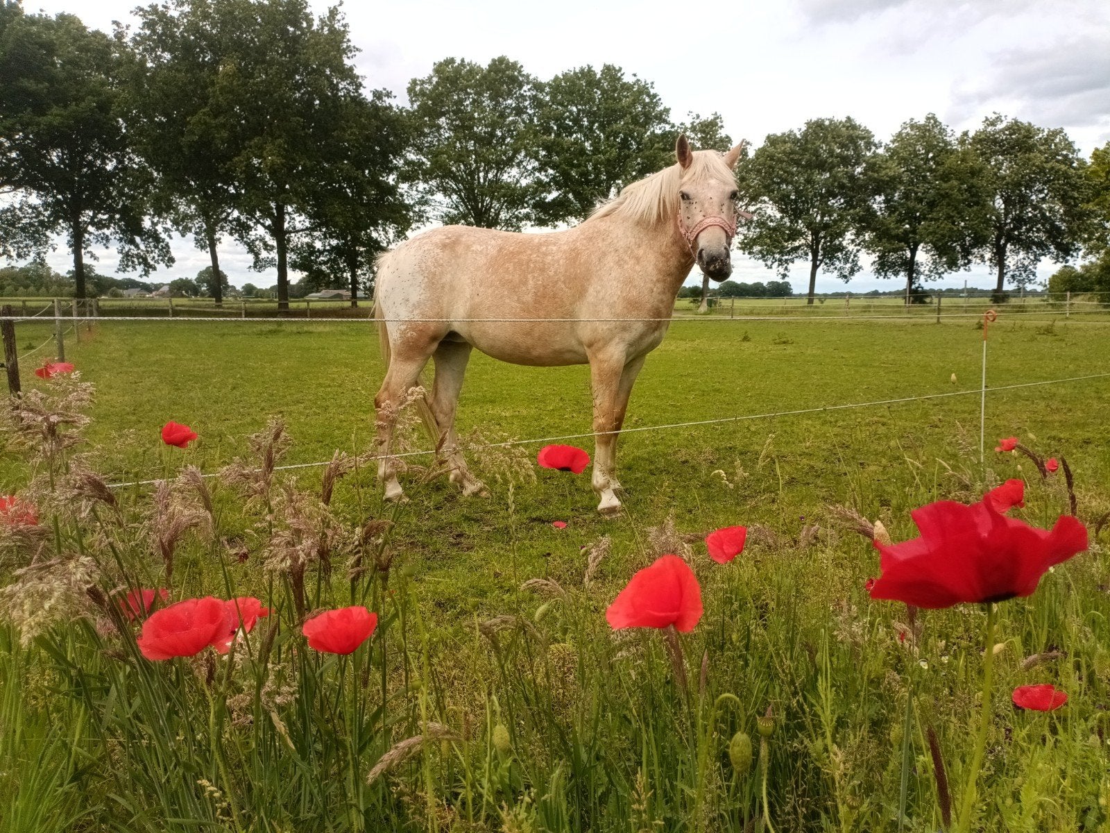 4 jarige merrie Haflinger x appaloosa, Merrie, Zadelmak, 3 tot 6 jaar
